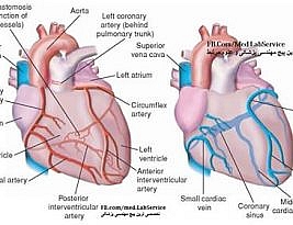 Coronary Circulation Made Simple