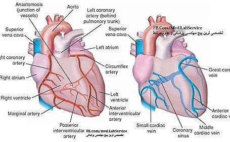 Coronary Circulation Made Simple