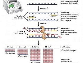 مراحل PCR به طور خلاصه