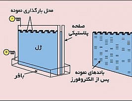 الکتروفورز